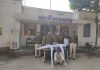 हरे गांजे के पेड़ों के साथ एक आरोपी गिरफ्तार अजय गढ़ पुलिस की कार्यवाही,अजयगढ़ से संवाद न्यूज ब्यूरो जयराम पाठक की रिपोर्ट